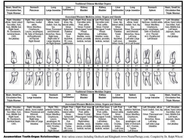 Tooth Organ Meridian Chart